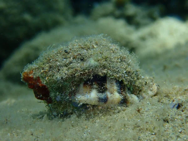 Sea snail trunculus murex or banded murex, trunk murex, banded dye-murex (Hexaplex trunculus) close-up undersea, Aegean Sea, Greece, Halkidiki
