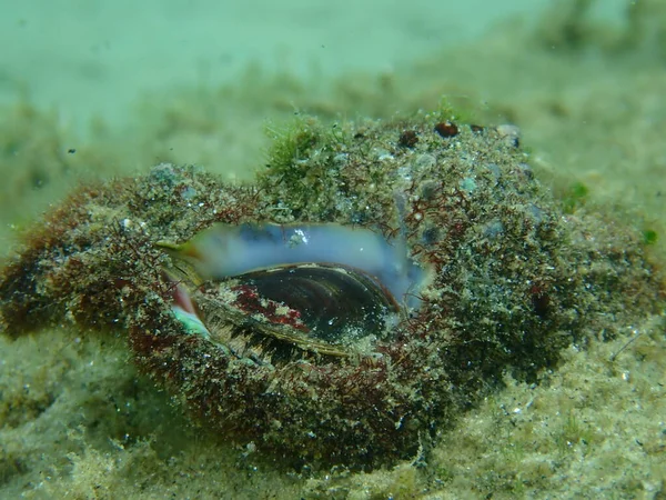 Sea snail trunculus murex or banded murex, trunk murex, banded dye-murex (Hexaplex trunculus) close-up undersea, Aegean Sea, Greece, Halkidiki