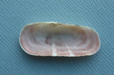 Mavi arka planda çift valflı yumuşakça kazıyıcı deniz kabuğu veya pembe jilet (Solecurtus strigilatus). Buluşma yeri: Ege Denizi, Yunanistan, Halkidiki