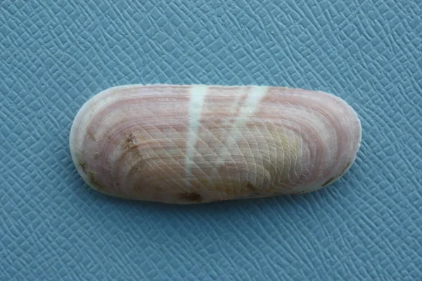 Muschel Aus Muschelschaber Oder Rosa Rasiermuschel Solecurtus Strigilatus Auf Blauem — Stockfoto