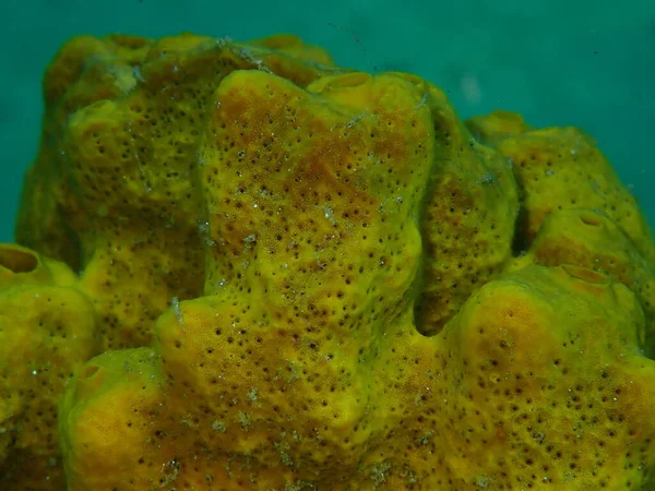 Yellow Tube Sponge Aureate Sponge Aplysina Aerophoba Close Undersea Aegean — Stock Photo, Image