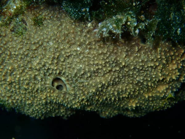 Éponge Caouanne Variable Ircinia Variabilis Gros Plan Sous Marin Mer — Photo