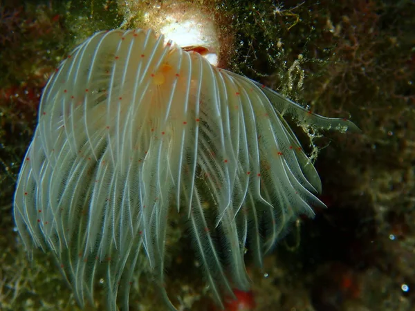 Polychaeta滑らかなチューブワームまたは赤い斑点のある馬蹄形 Protula Tubularia のクローズアップ海底 エーゲ海 ギリシャ Halkidiki — ストック写真