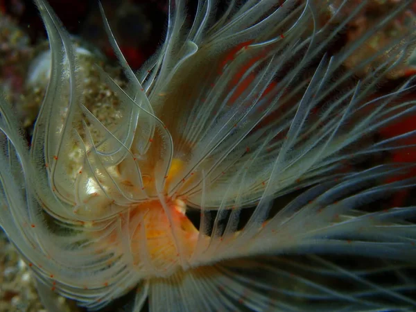 Polychaeta Smooth Tubeworm Red Spotted Horsesshoe Protula Tubularia Close Подводное — стоковое фото