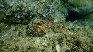 Genel ahtapot (Octopus vulgaris) avı, Ege Denizi, Yunanistan, Halkidiki