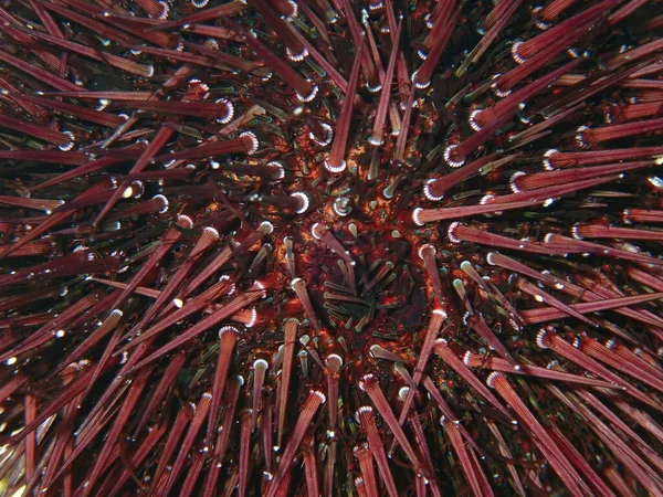 紫色のウニ 岩のウニや石の海ウニ Paracentrotus Lividus 極端なクローズアップ海底 エーゲ海 ギリシャ ハルキディキ — ストック写真
