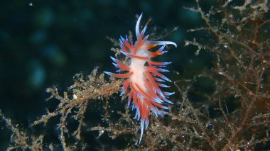 Deniz sümüklü böceği hacı Hervia (Cratena peregrina) yakın çekim sualtı, Ege Denizi, Yunanistan, Halkidiki