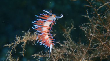 Deniz sümüklü böceği hacı Hervia (Cratena peregrina) yakın çekim sualtı, Ege Denizi, Yunanistan, Halkidiki