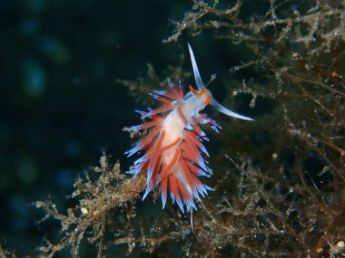 Deniz sümüklü böceği hacı Hervia (Cratena peregrina) yakın çekim sualtı, Ege Denizi, Yunanistan, Halkidiki