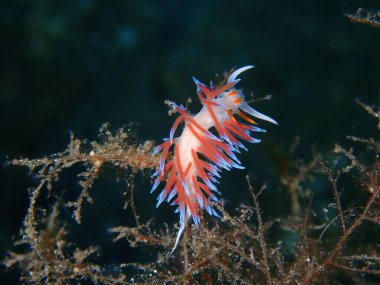 Deniz sümüklü böceği hacı Hervia (Cratena peregrina) yakın çekim sualtı, Ege Denizi, Yunanistan, Halkidiki