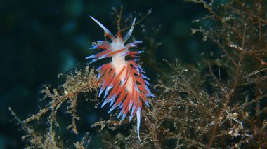 Deniz sümüklü böceği hacı Hervia (Cratena peregrina) yakın çekim sualtı, Ege Denizi, Yunanistan, Halkidiki