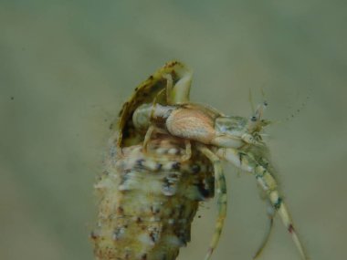 Roux 'un münzevi yengeci veya küçük münzevi yengeci, güney pençeli münzevi yengeci (Diogenes pugilatörü) aşırı yakın çekim sualtı, Ege Denizi, Yunanistan, Thasos Adası