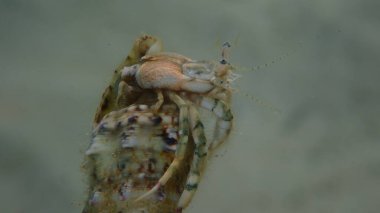 Roux 'un münzevi yengeci veya küçük münzevi yengeci, güney pençeli münzevi yengeci (Diogenes pugilatörü) aşırı yakın çekim sualtı, Ege Denizi, Yunanistan, Thasos Adası