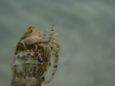 Roux 'un münzevi yengeci veya küçük münzevi yengeci, güney pençeli münzevi yengeci (Diogenes pugilatörü) aşırı yakın çekim sualtı, Ege Denizi, Yunanistan, Thasos Adası