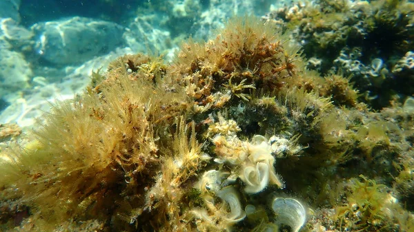 Hydroid Hydrozoa Aglaophenia Kirchenpaueri Undersea Aegean Sea Greece Thasos Island — 图库照片