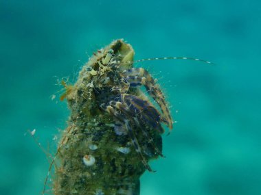 Çizgili keşiş yengeci (Pagurus anachoretus) aşırı yakın çekim sualtı, Ege Denizi, Yunanistan, Thasos Adası