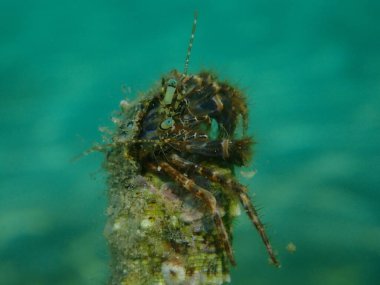 Çizgili keşiş yengeci (Pagurus anachoretus) aşırı yakın çekim sualtı, Ege Denizi, Yunanistan, Thasos Adası