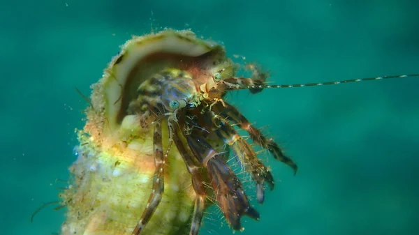 Kepiting Belang Atau Kepiting Berbatu Pantai Pagurus Anachoretus Ekstrim Close — Stok Foto