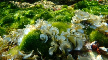 Küçük kahverengi alg Tavuskuşu kuyruğu (Padina pavonica) deniz altı, Ege Denizi, Yunanistan, Thasos Adası