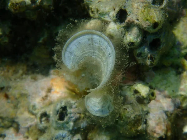 Kleine Bruine Alg Peacocks Staart Padina Pavonica Onderwater Egeïsche Zee — Stockfoto