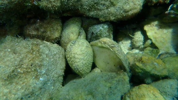 Warzige Venusschale Oder Warzige Venusmuschel Venusmuschel Venus Verrucosa Unter Wasser — Stockfoto