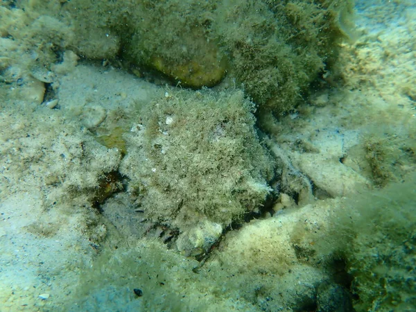 欧洲刺牡蛎或刺牡蛎 刺牡蛎 海绵牡蛎 爱琴海 塔索斯岛 — 图库照片