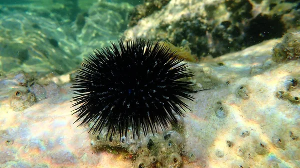 Schwarzseeigel Arbacia Lixula Unter Wasser Ägäis Griechenland Insel Thasos — Stockfoto