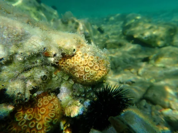 Koralowiec Kamienny Cladophora Dalmatica Dawne Naukowe Nazwisko Cladophora Caespitosa Morze — Zdjęcie stockowe