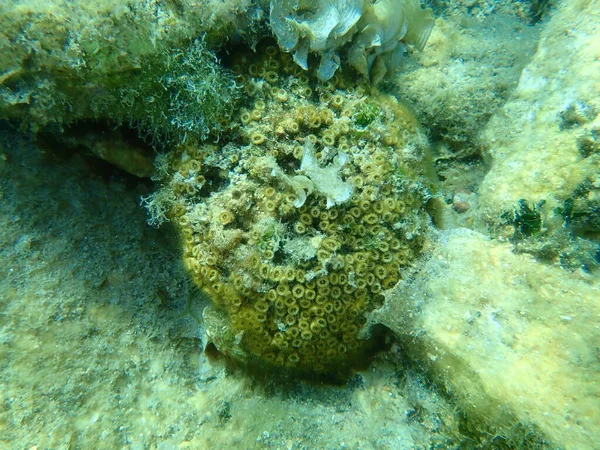Kőkorallpárna Korall Cladophora Dalmatica Korábbi Tudományos Neve Cladophora Caespitosa Tenger — Stock Fotó