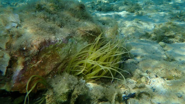Schlangenanemone Anemonia Viridis Unterwasser Ägäis Griechenland Insel Thasos — Stockfoto