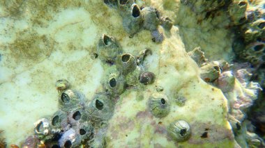 Üçgen kaya midyesi (Balanus trigonus) deniz altı, Ege Denizi, Yunanistan, Thasos Adası