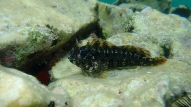 Tompot blenny (Parablennius gattorugine) denizaltı, Ege Denizi, Yunanistan, Thasos Adası