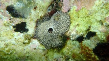 Değişken başlıklı sünger (Ircinia variabilis) deniz altı, Ege Denizi, Yunanistan, Thasos Adası