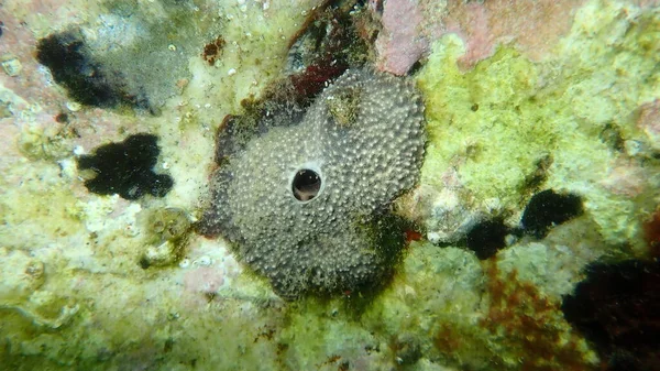 爱琴海 塔索斯岛的可变圆头海绵 Ircinia Variabilis — 图库照片