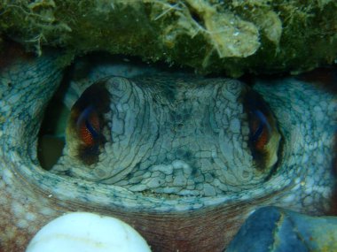Ortak ahtapot (Octopus vulgaris) yakın çekim sualtı, Ege Denizi, Yunanistan, Halkidiki