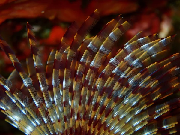 Marine Polychaete Mediterranean Fanworm Feather Duster Worm European Fan Worm — 스톡 사진