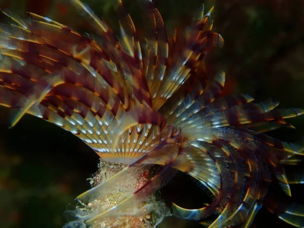 Marine Polychaete Mediterranean Fanworm Feather Duster Worm European Fan Worm — Stock Photo, Image
