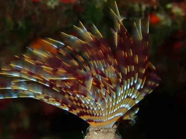 Θαλάσσια Polychaete Μεσογειακή Fanworm Φτερό Ξεσκονόπανο Ευρωπαϊκό Σκουλήκι Ανεμιστήρα Sabella — Φωτογραφία Αρχείου
