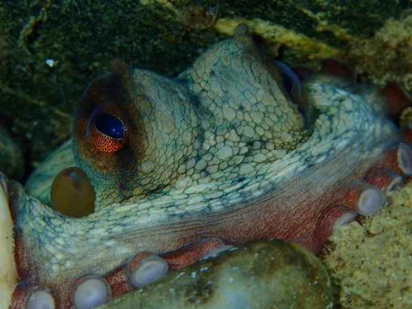 普通章鱼 Octopus Vulgaris 近视海底 爱琴海 Halkidiki — 图库照片
