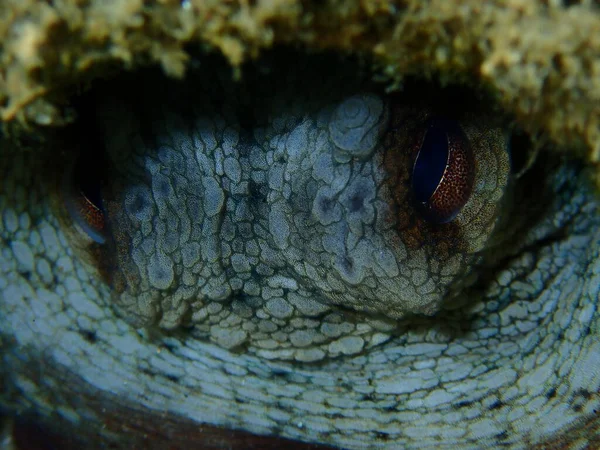 Κοινό Χταπόδι Octopus Vulgaris Close Undersea Αιγαίο Ελλάδα Χαλκιδική — Φωτογραφία Αρχείου