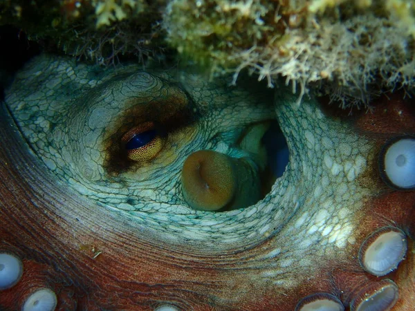 Polpo Comune Octopus Vulgaris Primo Piano Sott Acqua Mar Egeo — Foto Stock