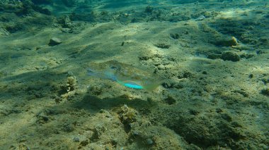 Denizaltı, Ege Denizi, Yunanistan, Halkidiki