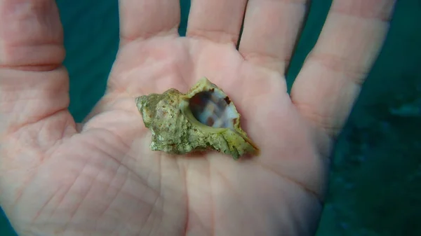 Seashell Sea Snail Banded Dye Murex Hexaplex Trunculus Hand Diver — Foto Stock