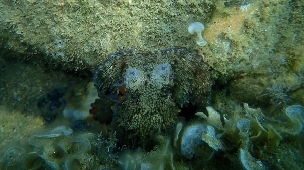 Bläckfisk Octopus Vulgaris Jakt Egeiska Havet Grekland Halkidiki — Stockfoto