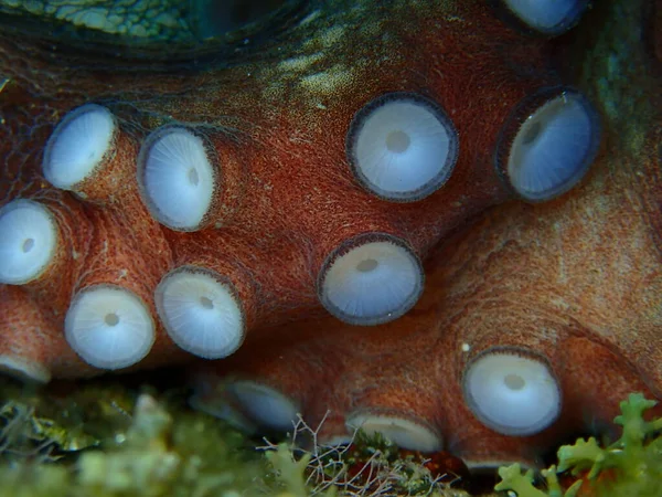 Zuignap Zuignap Tentakels Van Octopus Octopus Vulgaris Close Onderzees Egeïsche — Stockfoto