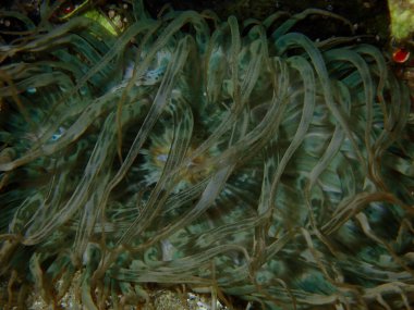 Trompet şakayığı veya kaya şakayığı, cam anemon (Aiptasia mutabilis) yakın plan sualtı, Ege Denizi, Yunanistan, Halkidiki