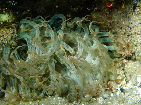 Τρομπέτα Ανεμώνη Πέτρα Ανεμώνη Γυαλί Ανεμώνη Aiptasia Mutabilis Close Undersea — Φωτογραφία Αρχείου