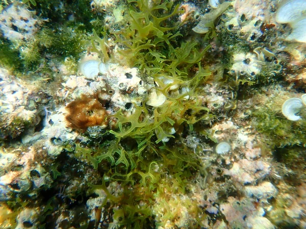 Algas Marrons Forkweed Erva Daninha Dobrando Dictyota Dicotoma Submarino Mar — Fotografia de Stock