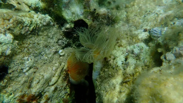 Polychaeta滑らかなチューブワームまたは赤い斑点のある馬蹄形 Protula Tubularia の海底 エーゲ海 ギリシャ タソス島 — ストック写真