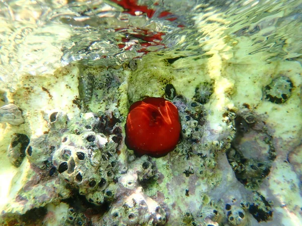 Закрытый Сливовый Анемон Анемон Бисера Красный Морской Анемон Actinia Equina — стоковое фото